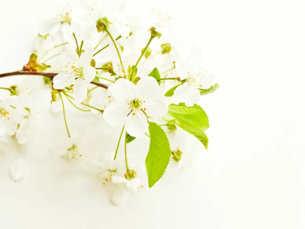 Flor de cerezo sobre blanco — Foto de Stock