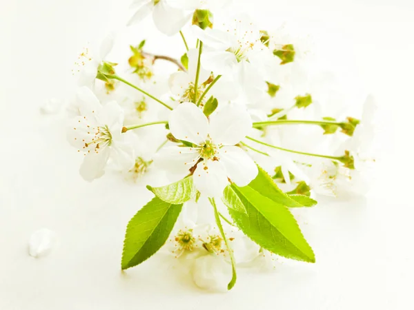 Cherry blossom on white — Stock Photo, Image