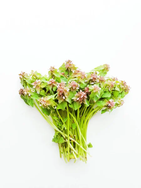 Black horehound on white — Stock Photo, Image