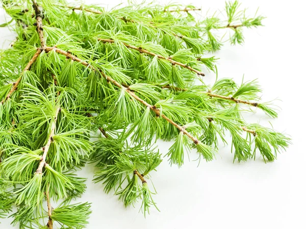 Southern fir tree — Stock Photo, Image