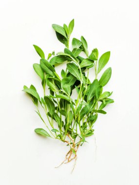 Beyaz üzerine knotweed