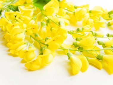 Beyaz üzerine sarı salkım