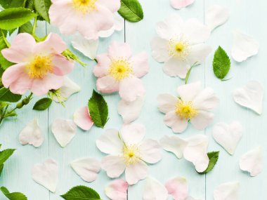 yabani gül çiçekleri