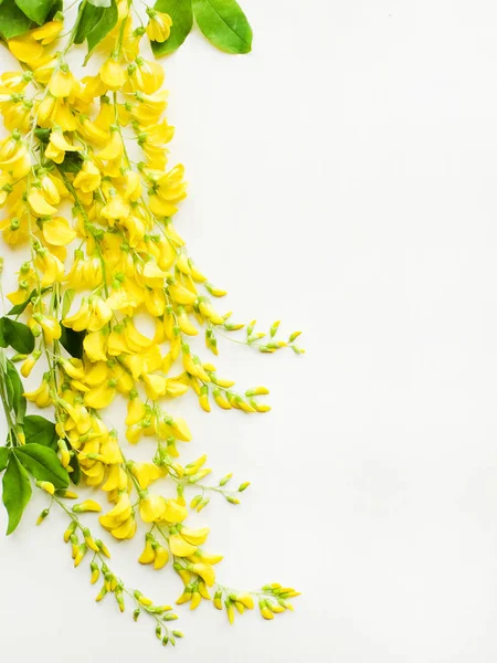 Yellow wisteria on white