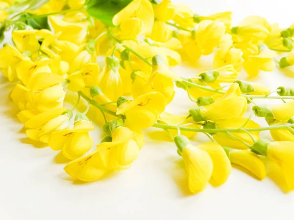 Yellow wisteria on white — Stock Photo, Image