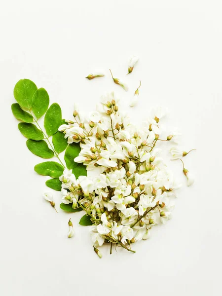 Acacia sobre blanco — Foto de Stock