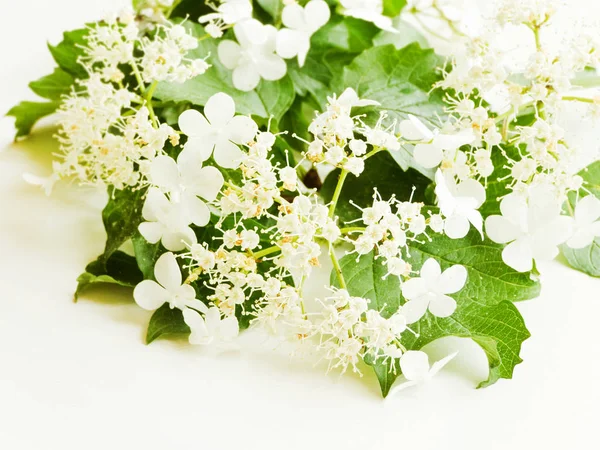 Rowan flowers on white — Stock Photo, Image