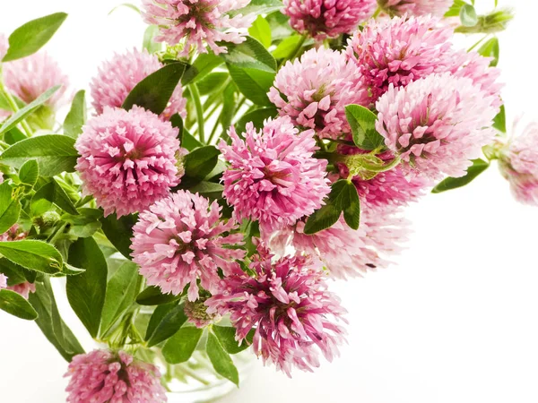 Horse clower flowers — Stock Photo, Image