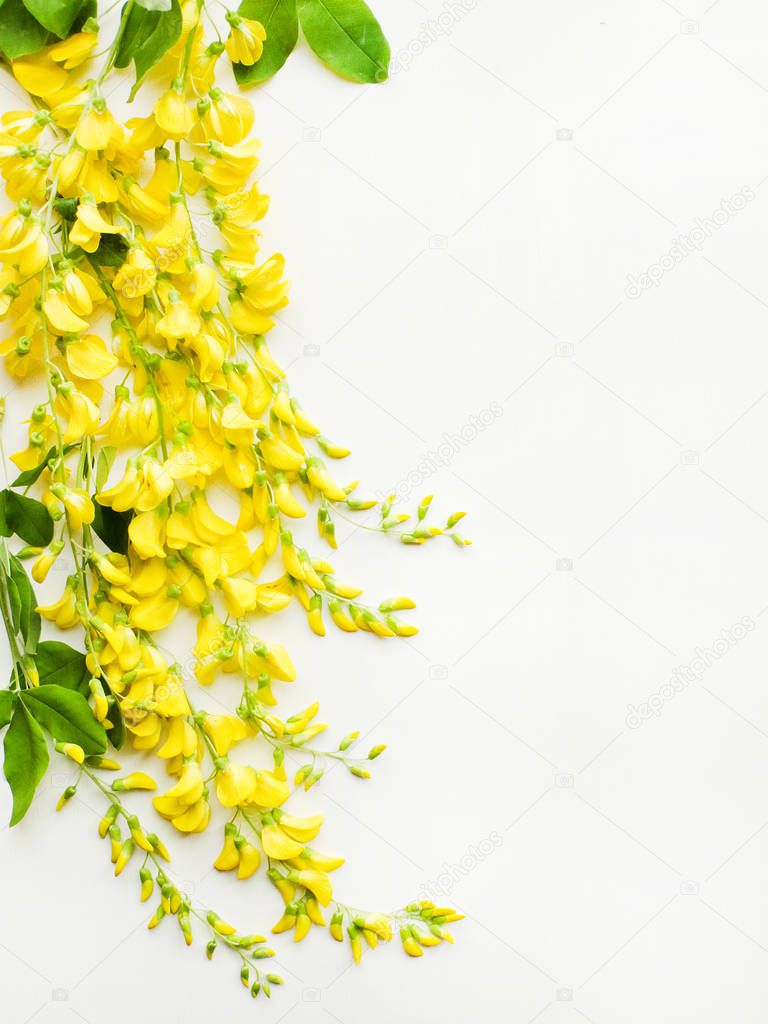 Yellow wisteria on white