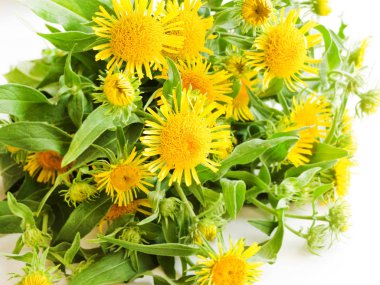 Beyaz üzerinde Inula çiçekleri