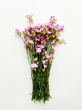 Pembe vahşi karanfil