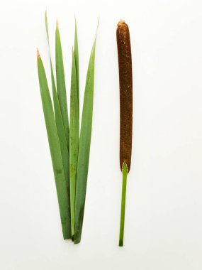 Beyaz üzerinde Bulrush cattail