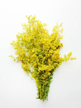 Sarı bedstraw çiçekler