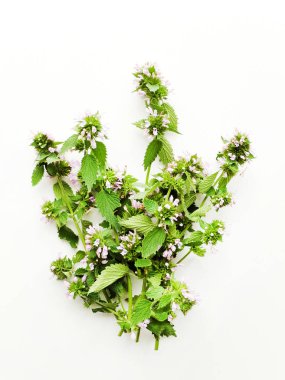 Lamium purpureum çiçek