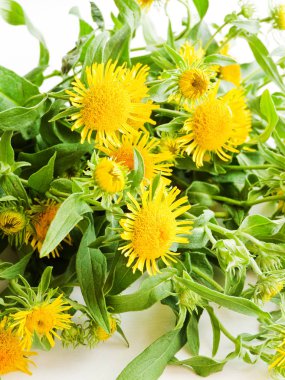 Beyaz üzerinde Inula çiçekleri