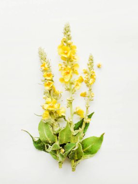 Mullein üzerinde beyaz