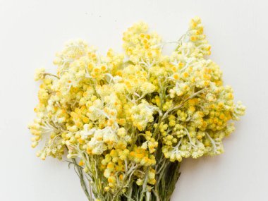 Helichrysum arenarium çiçek