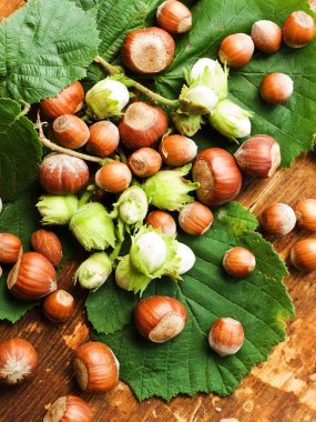 ahşap üzerine fındık