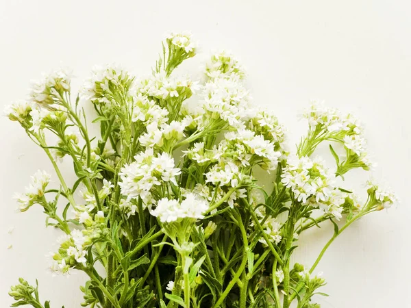 Vilda ängen blommor — Stockfoto