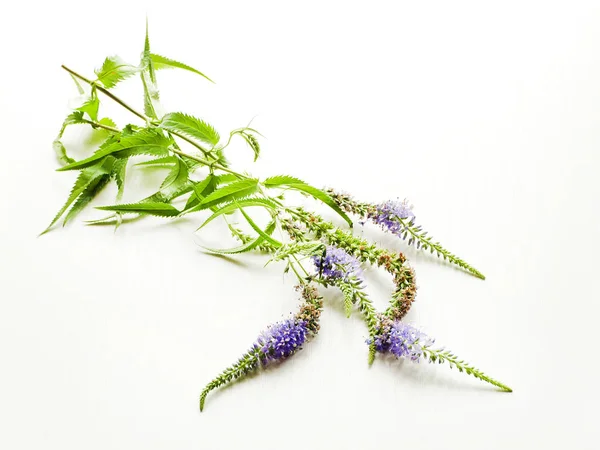 Verónica officinalis flowers — Stock Photo, Image