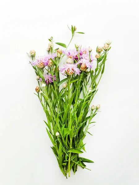 Centaurea på vit — Stockfoto