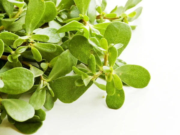 Purslane on white — Stock Photo, Image