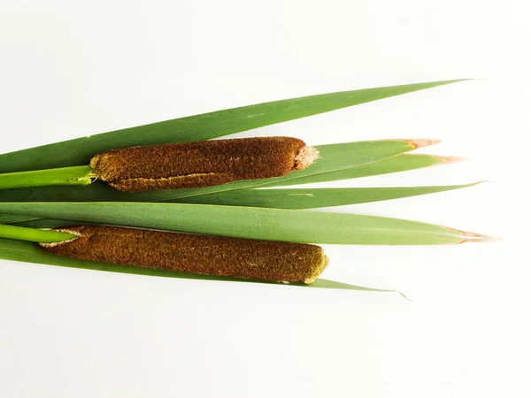 Bulrush cattail em branco — Fotografia de Stock