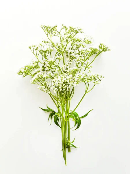 Erva valeriana em branco — Fotografia de Stock