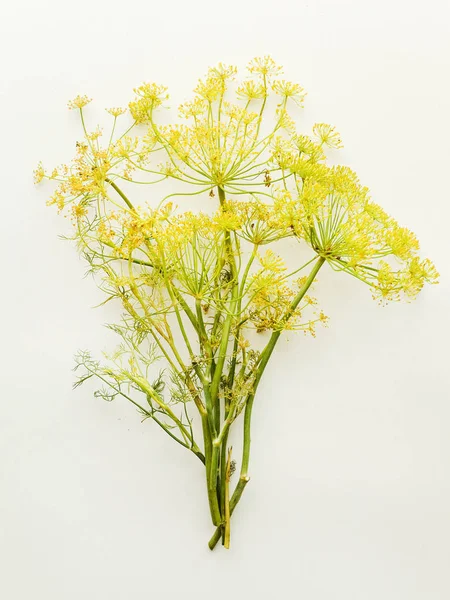 Dill flores em branco — Fotografia de Stock