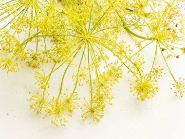 Beyaz dereotu çiçekleri