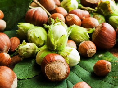 ahşap üzerine fındık