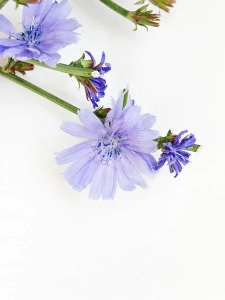 Chicory on white — Stock Photo, Image