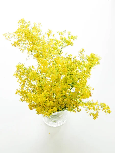 Flores de palha de cama amarela — Fotografia de Stock