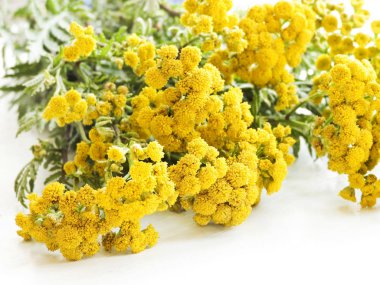 Beyaz tansy