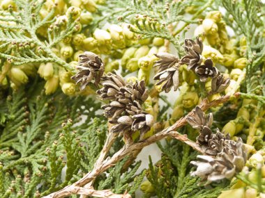 Thuja occidentalis beyaz ahşap arka plan üzerinde. Sığ dof.