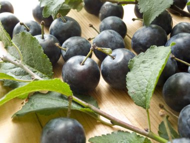 Blackthorn üzerinde beyaz