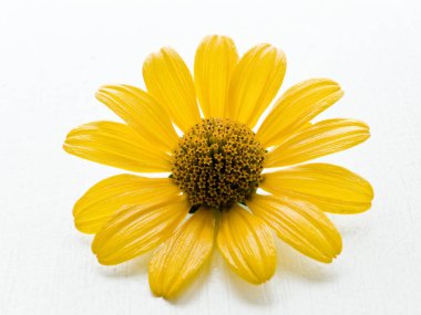 Rudbeckia beyaz