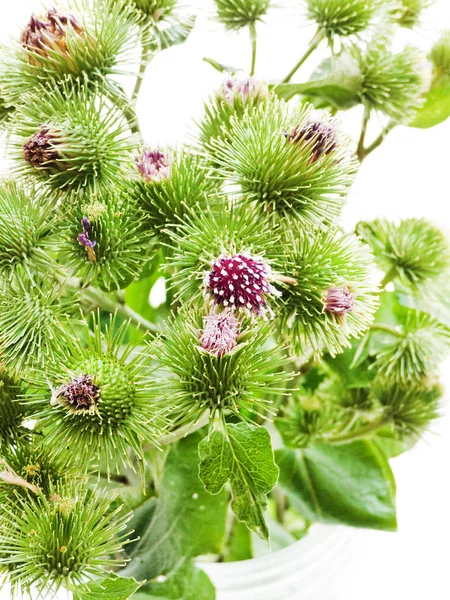 Bardana de Arctium sobre branco — Fotografia de Stock