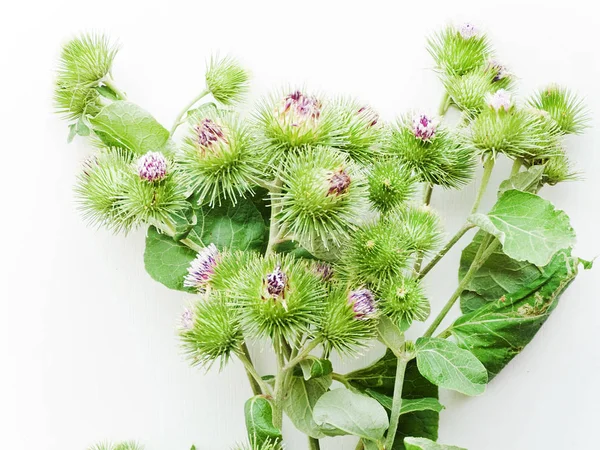 Bardana de Arctium sobre branco — Fotografia de Stock