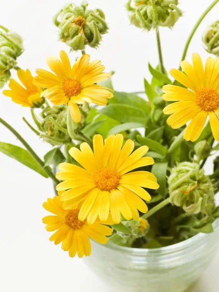 Calendula on white — Stock Photo, Image