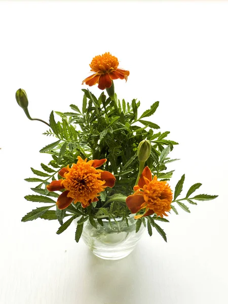 Tagetes en blanco — Foto de Stock