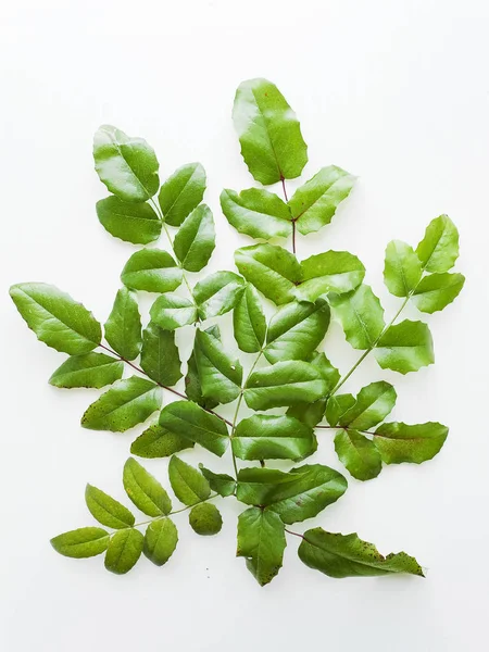 Mahonia aquifolium on white — Stock Photo, Image