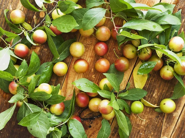 Alucha berries on wood — Stock Photo, Image