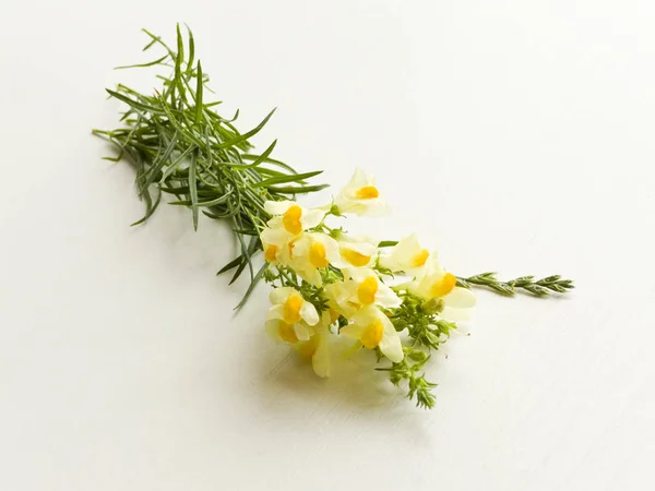 Antirrrhinum em branco — Fotografia de Stock