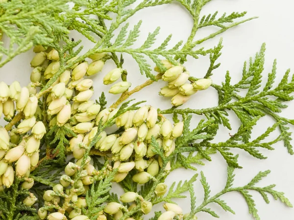 Thuja occidentalis on white — Stock Photo, Image