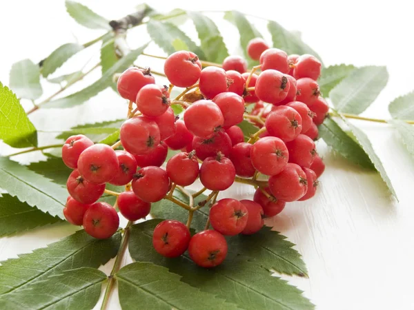 Rowan Berry på vit — Stockfoto