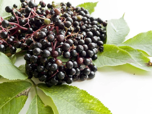 화이트에 elderberry — 스톡 사진