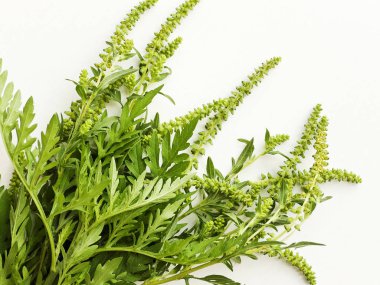 Ragweed on white clipart
