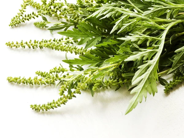 Ragweed on white — Stock Photo, Image