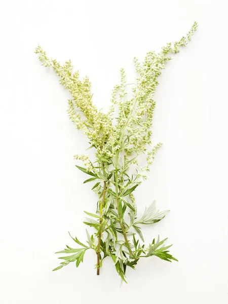 Sagebrush a fehér — Stock Fotó